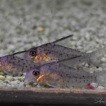 Coridoras loretoensis
