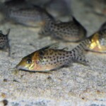 Corydoras punctatus