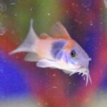 Corydoras venezuela