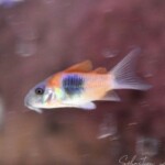 Corydoras venezuela