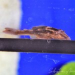 Hypostomus Basilisko