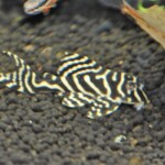 L173B Hypancistrus