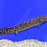 Polypterus ornatipinnis
