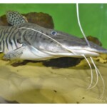 Pseudoplatystoma reticulatum