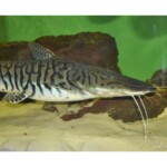 Pseudoplatystoma reticulatum
