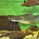 Pseudoplatystoma reticulatum