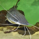 Pseudoplatystoma reticulatum