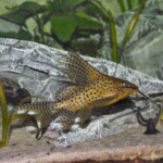 Synodontis eupterus, Espèce présente en Afrique dans le fleuve Niger,