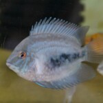 Uaru amphiacanthoides
