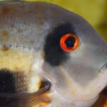 Uaru amphiacanthoides