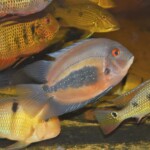 Uaru amphiacanthoides