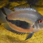 Uaru amphiacanthoides