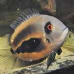 Uaru amphiacanthoides